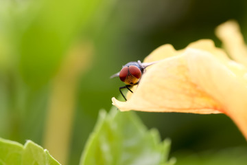 Fly on the hibiscus petals