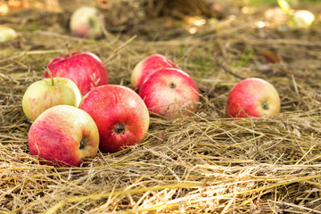 Ripe apples scattered in dry hay