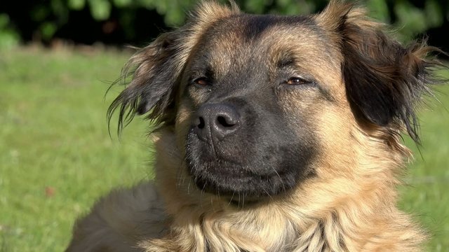 Kopf vom braunen Hund