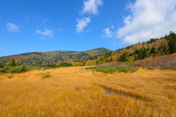 Autumn foliage at the Kenashitai Marsh in Mt.Hakkoda, Aomori, Ja