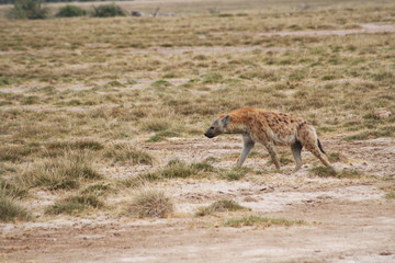 Hyène au Kenya
