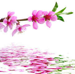Obraz na płótnie Canvas pink blossoms