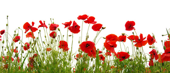 red poppy