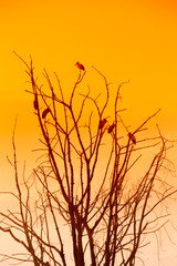 Silhouette of many birds on a treetop, sunset background