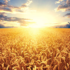 Naklejka premium Field of wheat