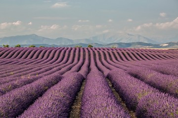 Fototapeta na wymiar il viola della francia