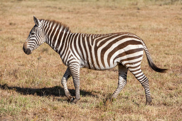 Fototapeta na wymiar Zebra in the grasslands