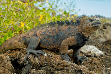 Fototapeta premium beautiful iguana resting in the beach santa cruz galapagos