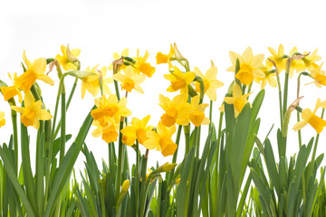 Fototapeta premium Spring daffodils