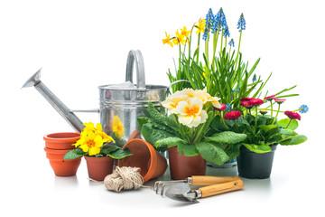 Spring flowers with gardening tools isolated