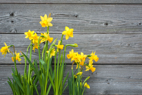 Spring daffodils against old wooden background