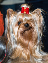 Naklejka premium Yorkshire Terrier smile.