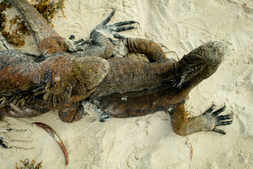 beautiful iguana resting in the beach of santa cruz galapagos
