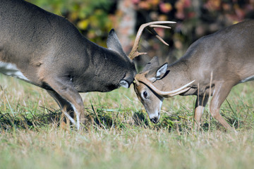 White-tailed deer bucks