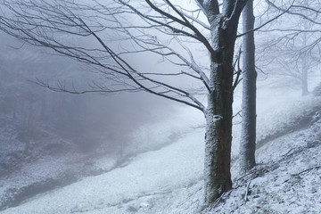 trees in snow during foggy morning