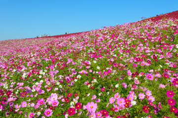 Cosmos in Hitachi Seaside Park, in Hitachinaka, Ibaraki, Japan