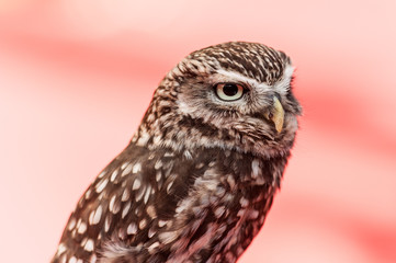 Rapace