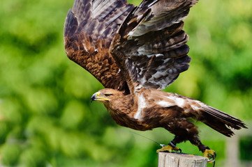 Rapace 5