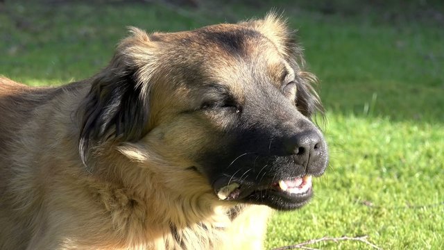Hund fri&szlig;t Knochen