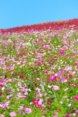 Kochia and Cosmos in Hitachi Seaside Park, in Hitachinaka, Ibara