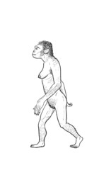 Fototapeta na wymiar Human evolution, female