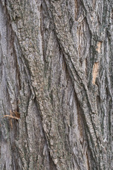 Acacia tree bark