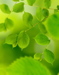 tree branches on a green background