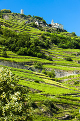 vineyars near San Giacomo Sudovest, Lombardy, Italy