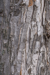 Hornbeam tree bark