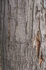 Hornbeam tree bark