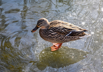 Wild duck on the ice of the frozen lake in winter