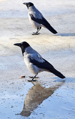Crows looking for food in winter
