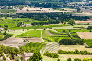 Fototapeta na wymiar vineyards near Gordes, Vaucluse Department, Provence, France