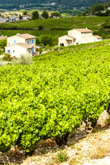 Fototapeta na wymiar vineyards near Vaison-la-Romaine, Vaucluse Department, Provence,