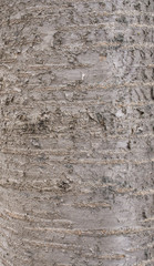 Cherry tree bark