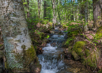 Obraz premium Fast Flowing Mountain Runoff Stream