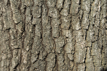 Oak tree bark