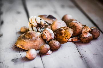 Wild mushrooms
