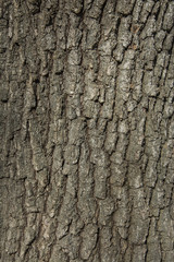 Oak tree bark