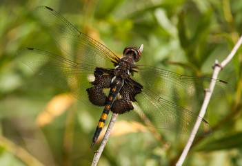 Black Saddlebags