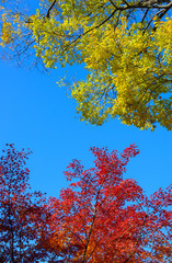 Autumn foliage in the Kyu-Furukawa Gardens, Tokyo