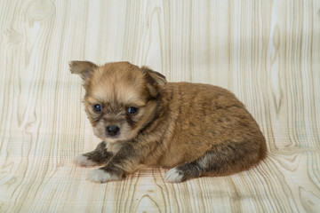 Chihuahua puppy