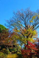 Autumn foliage in the Kyu-Furukawa Gardens, Tokyo