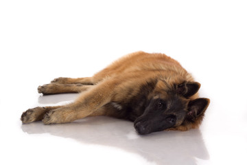 Belgian Shepherd Tervuren puppy dog, laying down
