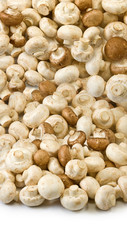 Isolated image of many mushrooms