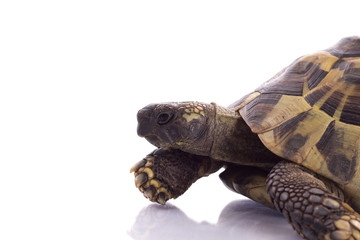 Greek land tortoise, Testudo Hermanni, isolated