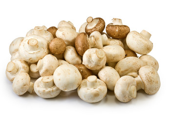 image of many mushrooms