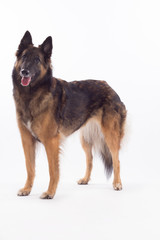 Belgian Shepherd Tervuren bitch standing