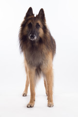 Belgian Shepherd Tervuren dog standing