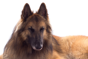 Belgian Shepherd Tervuren dog, laying down, sleeping